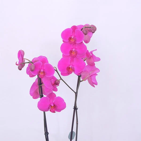 Orchid Elegante
