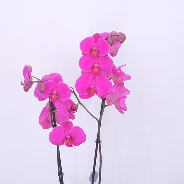 Orchid Elegante