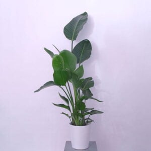 plants delivery in Jordan plants delivery in Jordan