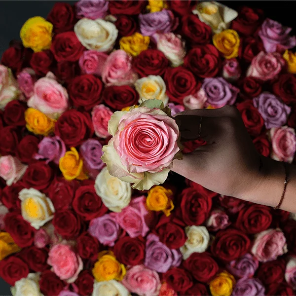 Bella Rosa - 150 Roses