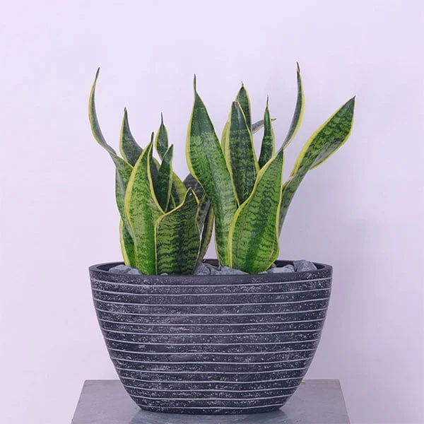 Sansevieria Serenity Snake Plant