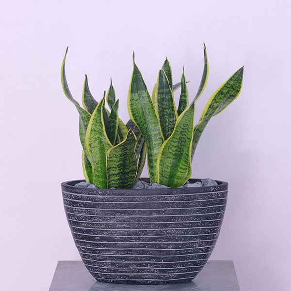 2-1.jpg Sansevieria Serenity Snake Plant