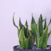 2-2-1.jpg Sansevieria Serenity Snake Plant
