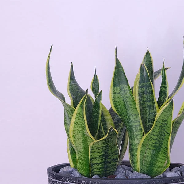 Sansevieria Serenity Snake Plant