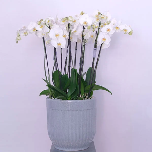 Opulent Orchid Blooms