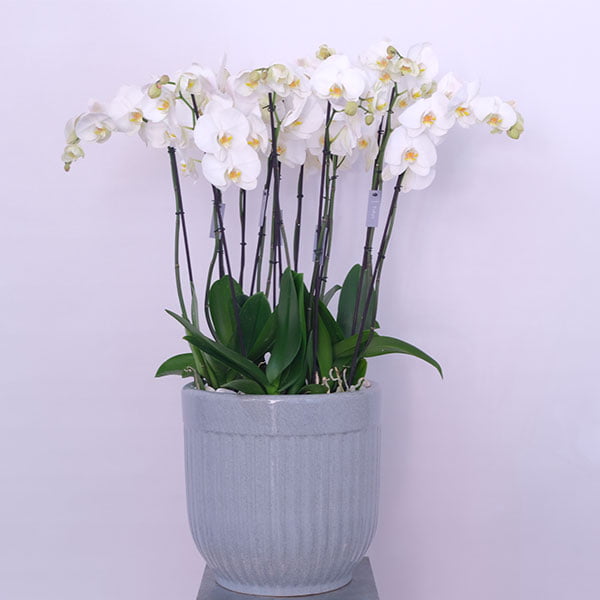 Opulent Orchid Blooms