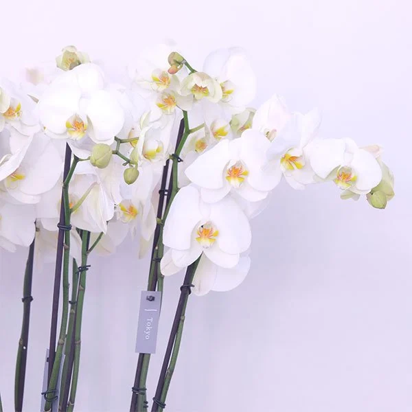 Opulent Orchid Blooms