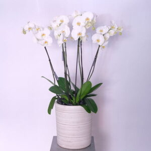 30-1.jpg White Orchid Grace