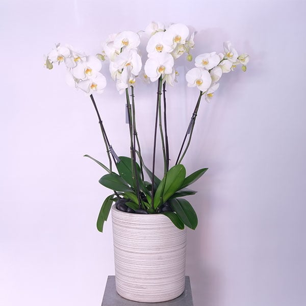 30-1.jpg White Orchid Grace