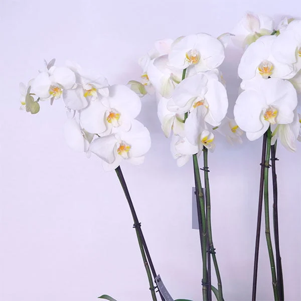 White Orchid Grace