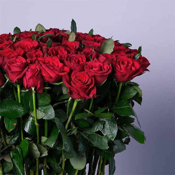 Loving Embrace Red Roses