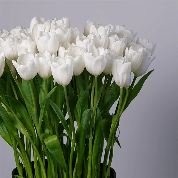 White Tulip Perfection