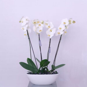 4-1.jpg Orchid Serenity