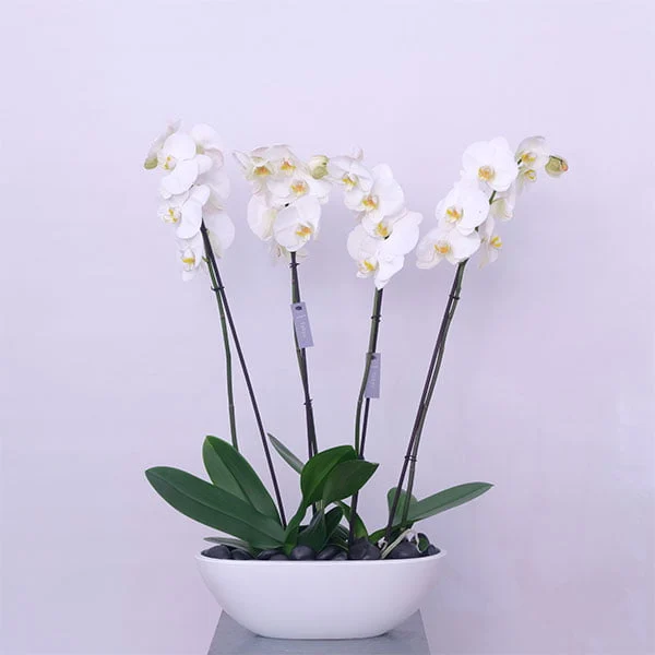 Orchid Serenity