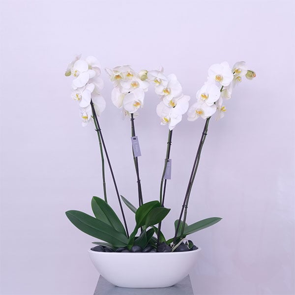4-1.jpg Orchid Serenity