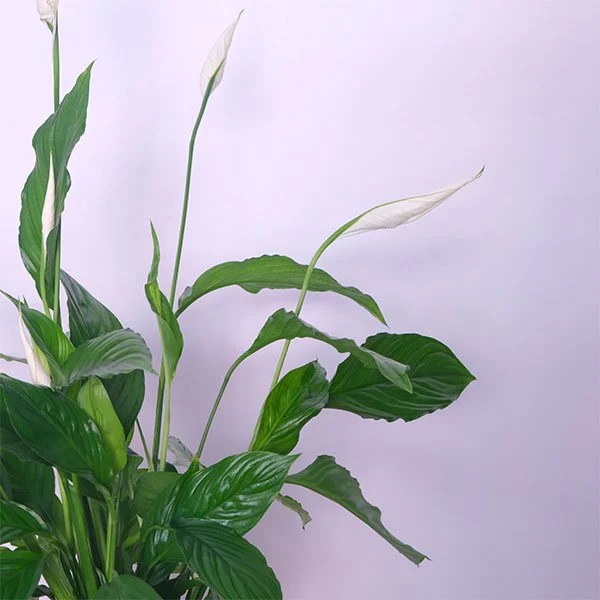 Peace Lily (Spathiphyllum)