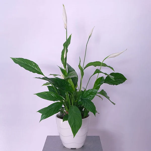 Peace Lily (Spathiphyllum)