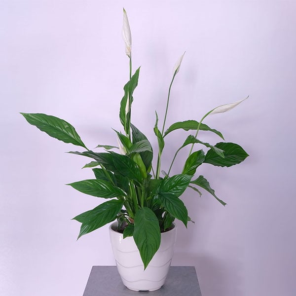 45.jpg Peace Lily (Spathiphyllum)