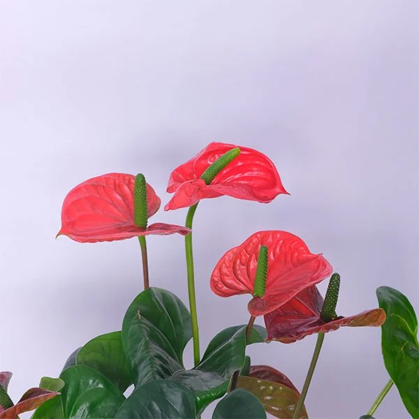 Anthurium Flamingo Flower