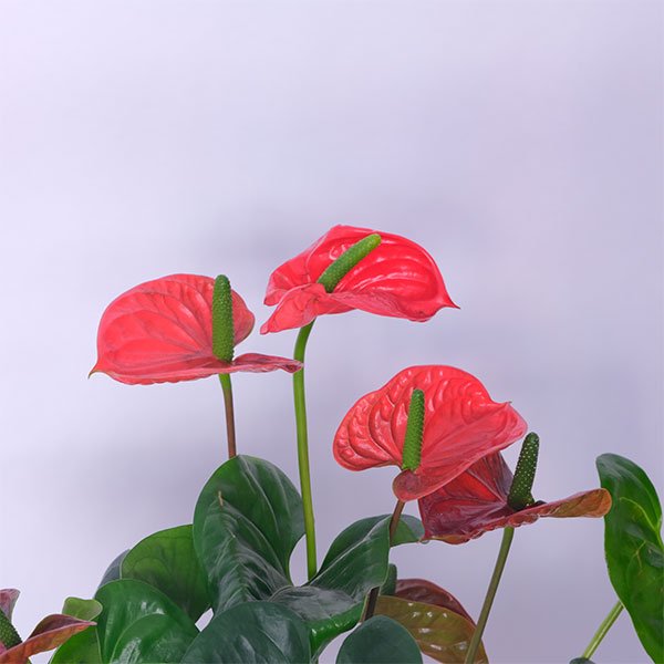 46-2.jpg Anthurium Flamingo Flower