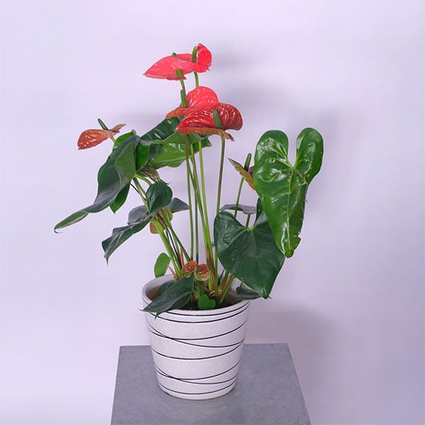 46.jpg Anthurium Flamingo Flower