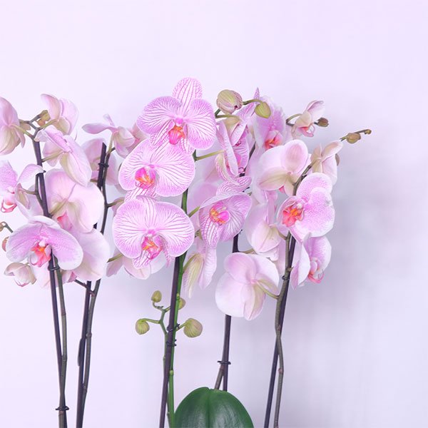 Pink Petal Orchid