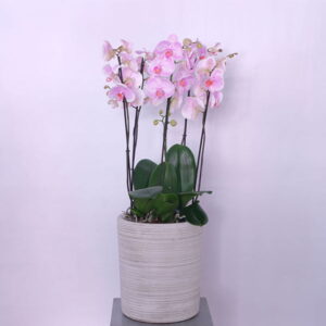 55.jpg Pink Petal Orchid