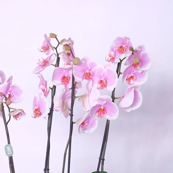 Pink Velvet Orchid