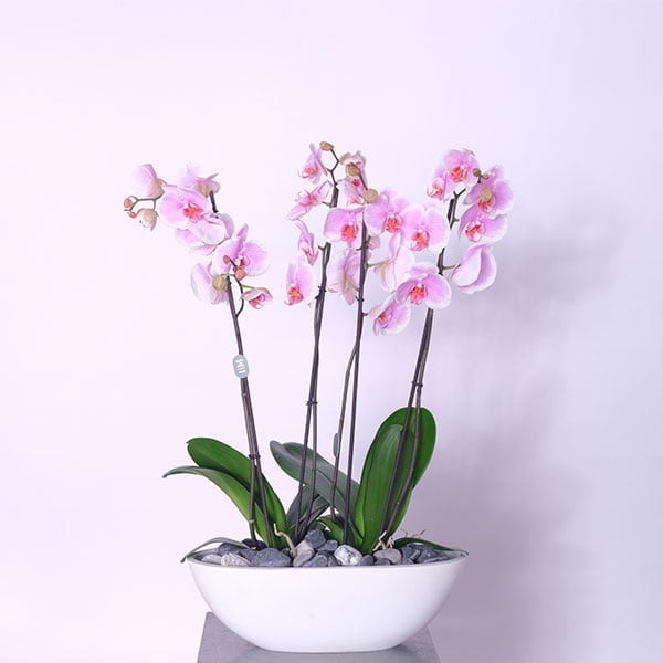 Pink Velvet Orchid