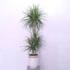 Dracaena Dragon's Plant
