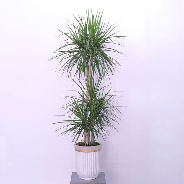Dracaena Dragon's Plant