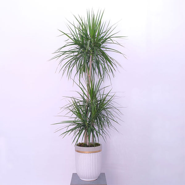 Dracaena Dragon's Plant