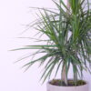 Dracaena Dragon's Plant