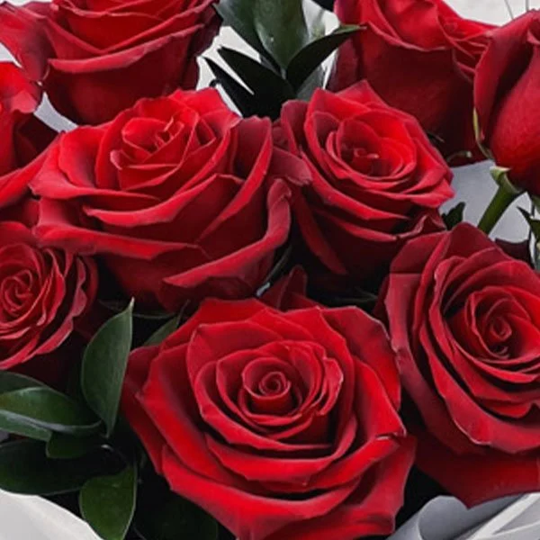 9-2-1.jpg Classic Red Rose