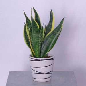 Elegant Sword Leaf Snake Plant