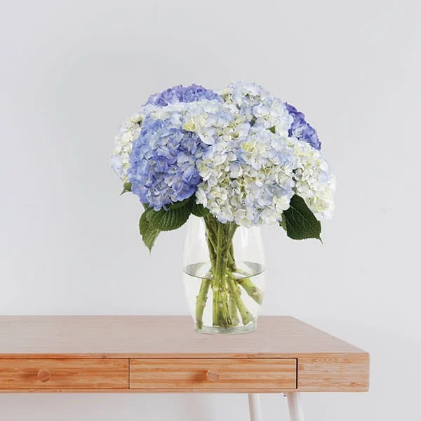 White and Light Blue Hydrangea Mix Bouquet