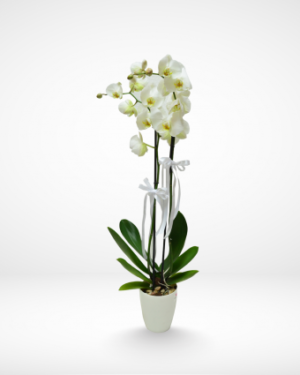 Alba White Orchid Plant