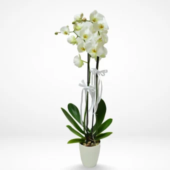 Alba White Orchid Plant